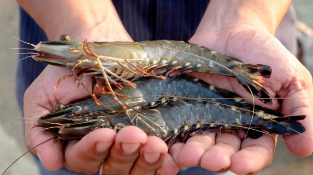 助力加强海水虾警产品质量安全风险监控